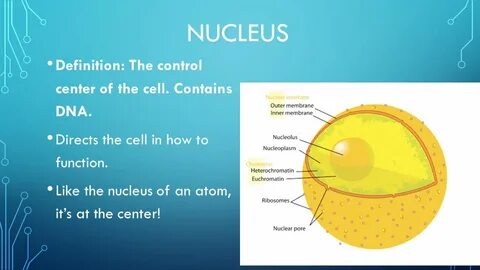 Def cells