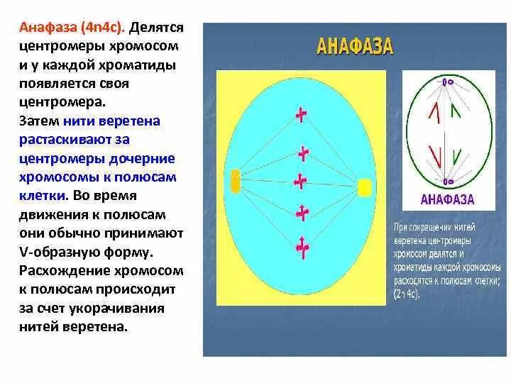 Сколько клеток в анафазе. Анафаза 4n4c. Набор хромосом в анафазе митоза. Движение хромосом к полюсам клетки. Клеточный цикл анафаза.