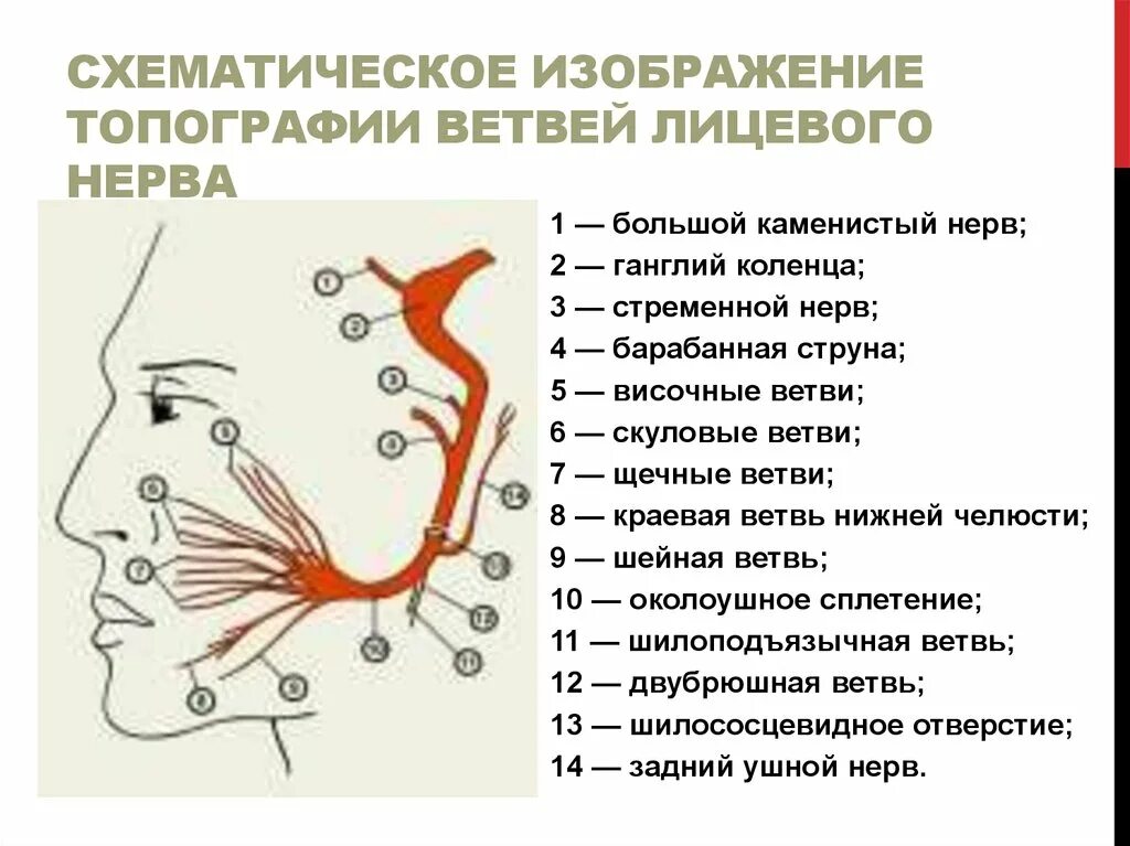 Ветви лицевого нерва схема проекция. Мышцы иннервируемые ветвями лицевого нерва. Проекция ветвей лицевого нерва топографическая анатомия. Схематическое изображение ветвей лицевого нерва.