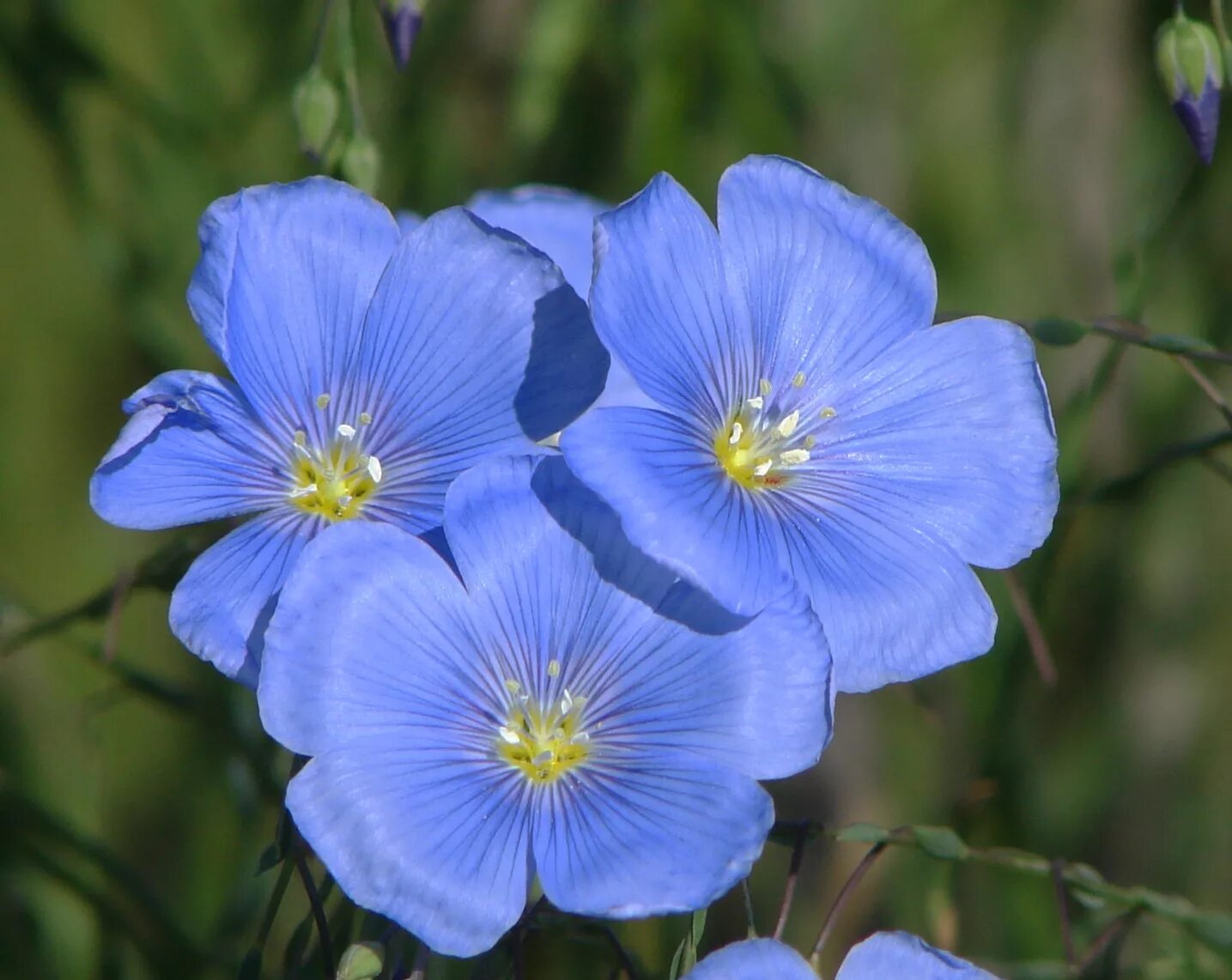 Лен многолетний Блю Скай. Лен многолетний Linum perenne. Лен декоративный Блю Скай. Лен многолетний Небесная лазурь.