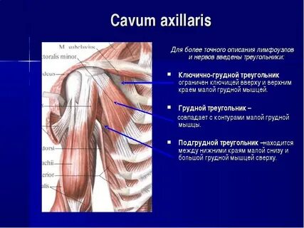 Грудино ключичный треугольник