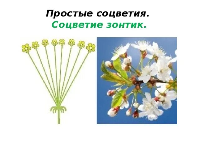 Соцветие полузонтик. Соцветие простой зонтик. Тип соцветия зонтик примеры. Строение соцветия сложный зонтик. Растения с соцветием зонтик.