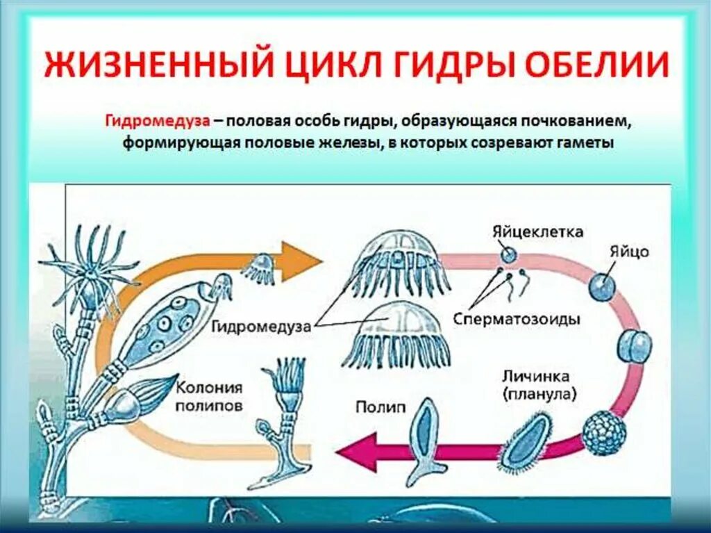 Жизненный цикл гидроидных кишечнополостных. Размножение гидроидных медуз. Жизненный цикл полипа обелии. Жизненный цикл гидроидного полипа.