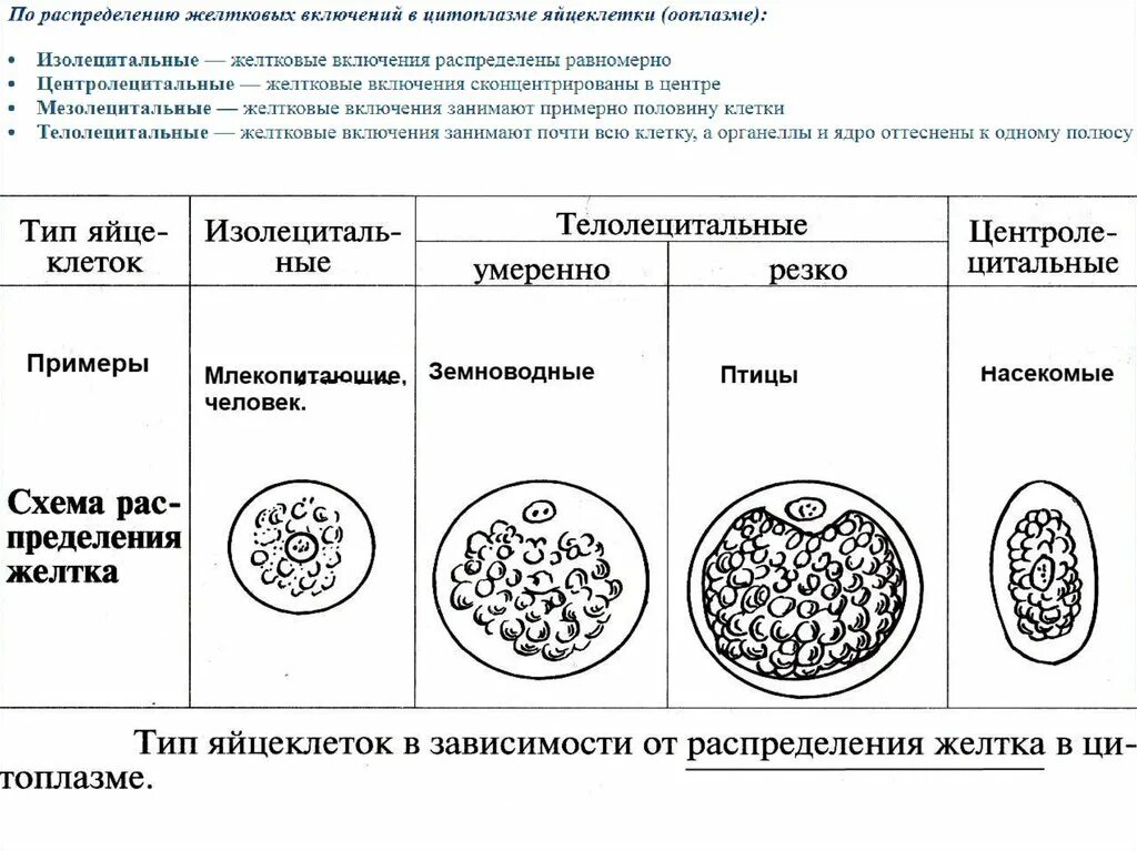 Пользуясь таблицей размеры яйцеклеток животных. Типы яйцеклеток у позвоночных животных. типы яйцеклеток хордовых таблица. типы яйцеклеток. типы яйцеклеток хордовых.