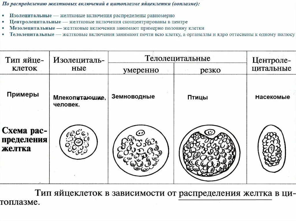 Представители каких классов позвоночных животных крупные яйцеклетки. Типы яйцеклеток у позвоночных животных. Типы яйцеклеток хордовых таблица. Типы яйцеклеток. Тип дробления изолецитальных яйцеклеток.