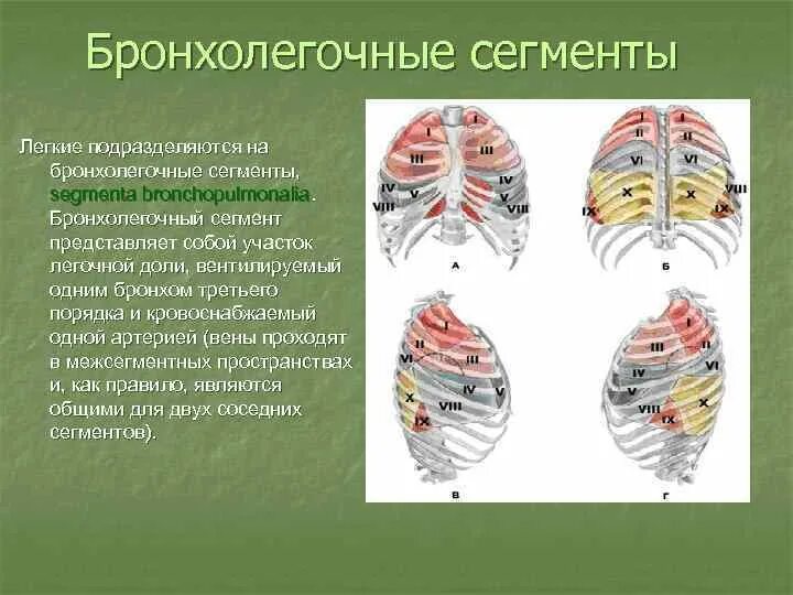 Количество сегментов правого легкого