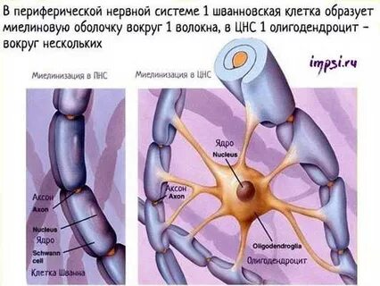 Какую оболочку образуют