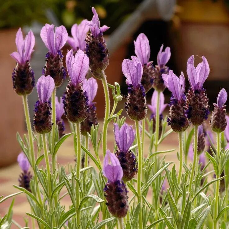 7 Houseplants To Grow That Can Dramatically Improve Your Health Lavender plant, 