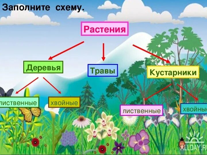 Растения первый класс. Растения кустарники травы. Группы растений деревья кустарники и травы. Растения деревья кустарники травы хвойные и лиственные. Схема растения деревья кустарники травы.