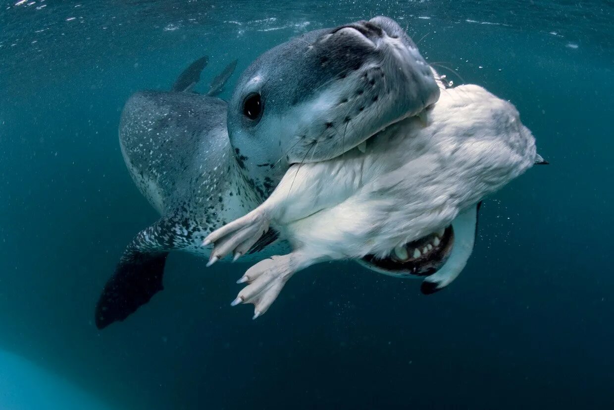 Пол Никлен морской леопард. Кирсти Браун морской леопард. Морской леопард Северный Ледовитый океан. Ластоногие морской леопард.