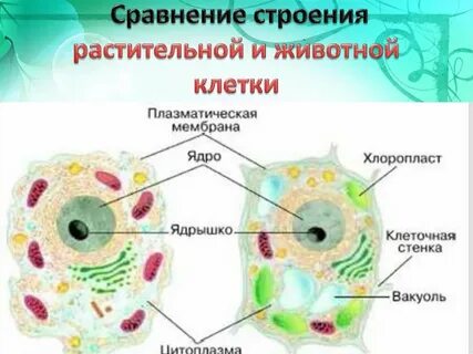 Растительная и животная клетка