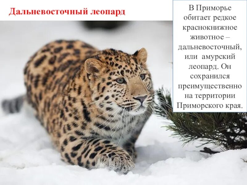 Почему леопард занесен в красную книгу. Дальневосточный леопард красная книга приморского края. животные из красной книги приморского края. красная книга дальневосточный леопард красная книга. животные приморского края занесенные в красную книгу.
