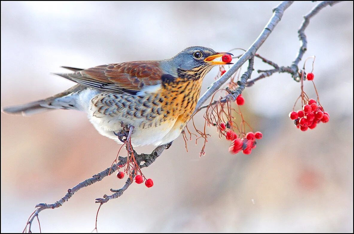 Рябинник (Turdus pilaris). Птицы Сибири.