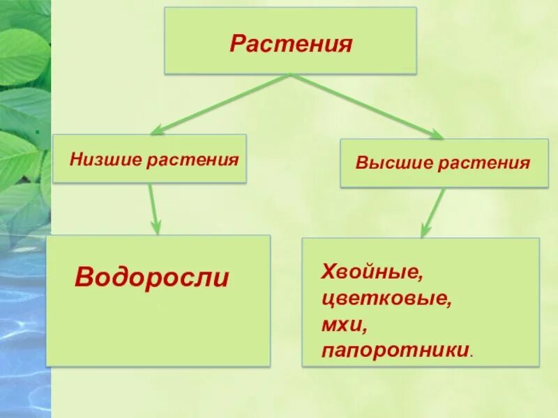 Низшие растения 4 класс. Высшие и низшие растения. Цветковые и нецветковые растения. Низшие растения. Группы растений высшие и низшие.