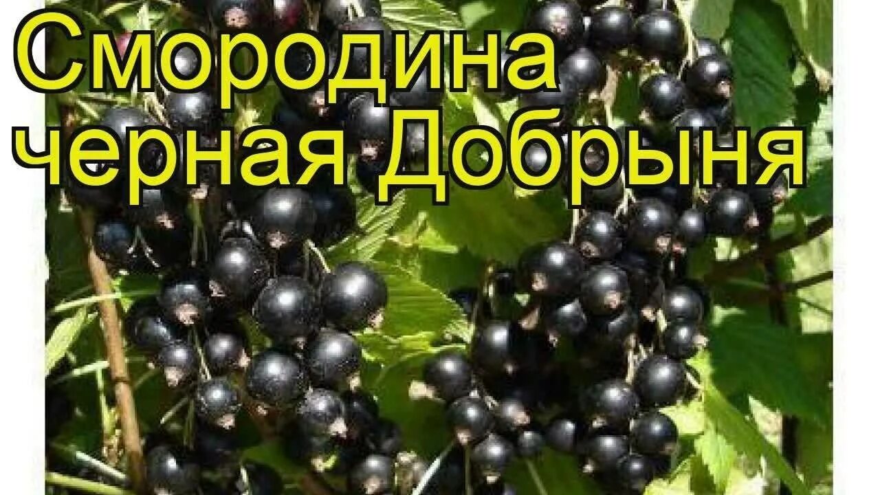 Черная смородина черный жемчуг описание фото. Смородина Селеченская куст. Черная смородина сорт лентяй.