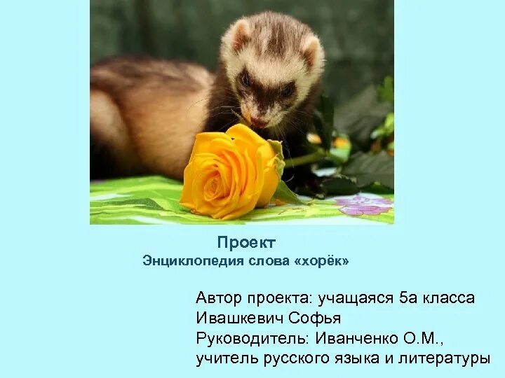 Что означает слово хорек с латинского языка. Стихотворение про хорька. Доклад про хорька. Хорек краткое описание. Загадка про хорька.