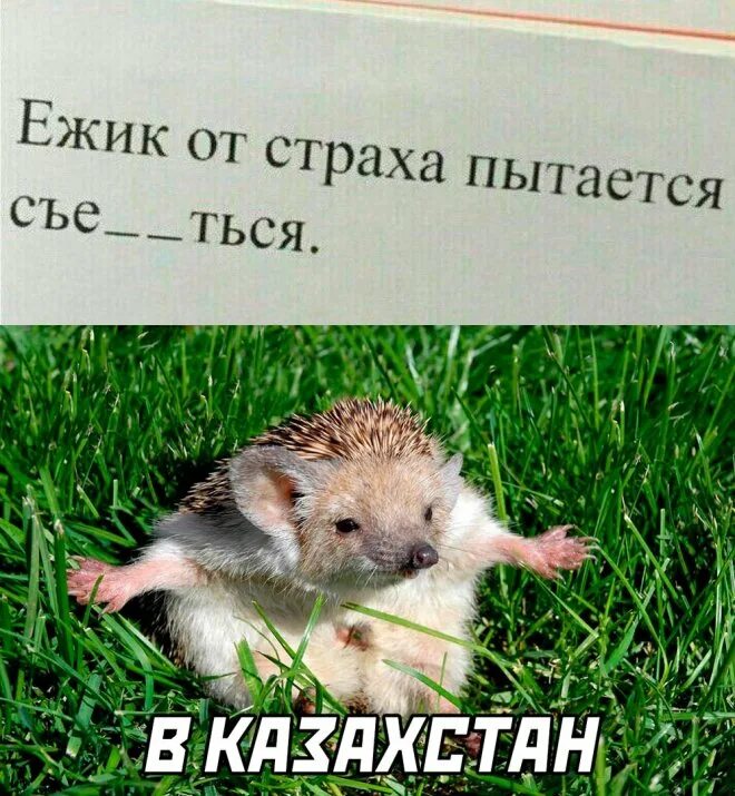 Ежик от страха пытается. Ежик сильвупле. Хочется все бросить. Ежик ладно. Опаньки а вот и я.