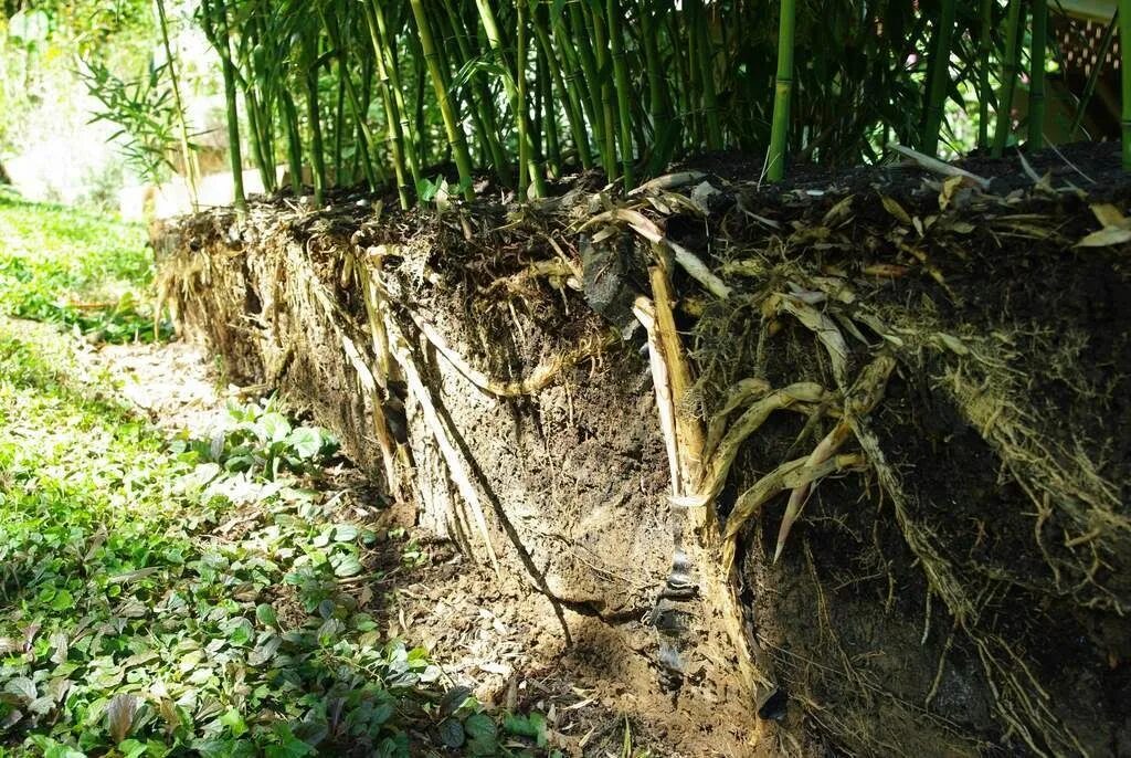 Самые глубокие корни. Корневище бамбука. Корневая система бамбука. Воздушные корни бамбука.