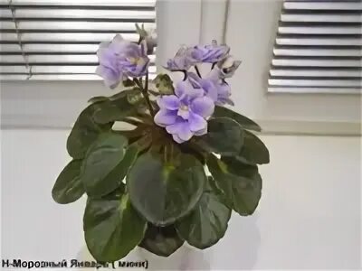 Фиалка н морозный январь. Н -морозный январь (н. Бердникова). Н -морозный январь (н. Фиалка н морозный январь.