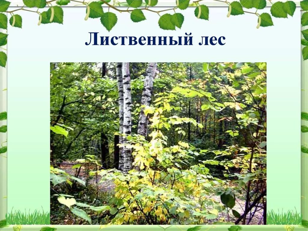 Широколиственный лес растения. Лиственный лес для детей. Лиственный лес для детей дошкольного возраста. Лиственные леса России. Текст лиственные растения