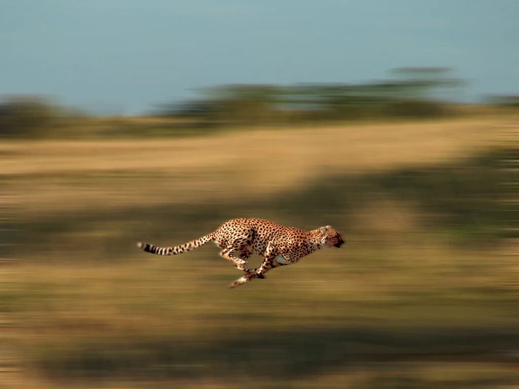 Leopards run runs fast