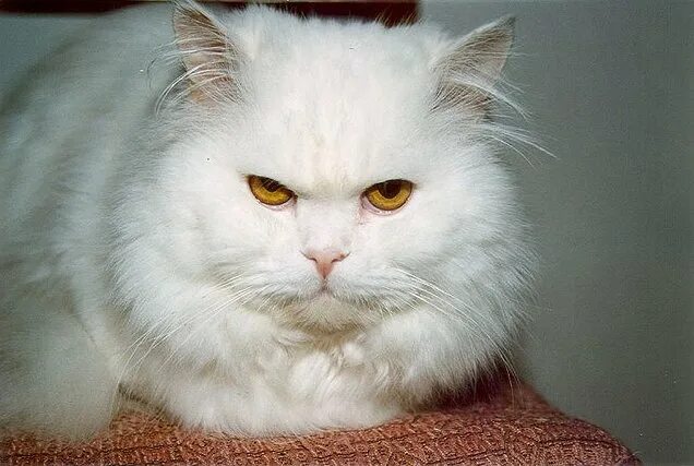 песец и белая лиса. песец белый. песец гетерохромия. красивые картинки белого цвета. более белый.