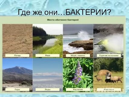 Место обитания бактерий