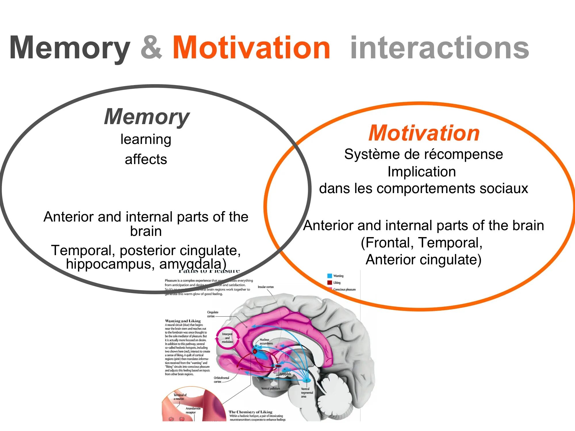 Motivated learning. Мотивация мозг. Learning Motivation. Мозг мотивация и коучинг. Info cognitive functions.