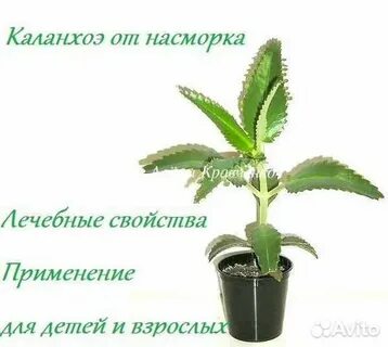 Как капать каланхоэ в нос ребенку
