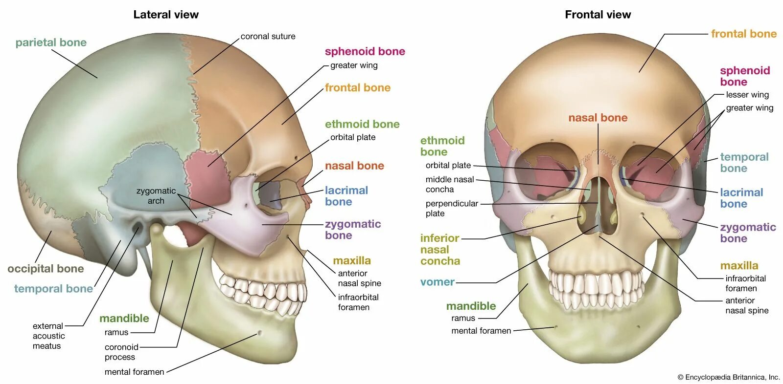 Череп анатомия. Череп строение анатомия. Строение человеческого черепа. Кости черепа человека анатомия. Head of function