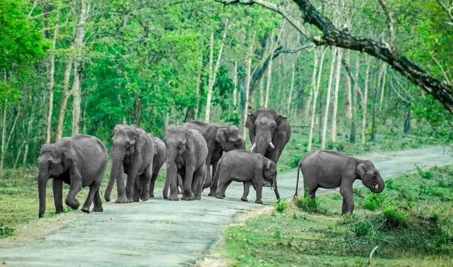 Elephant sanctuary park. Национальный парк Бандипур. Национальный парк Нагархол, Карнатака, Индия. Бандипур Непал. Животный мир Индии.