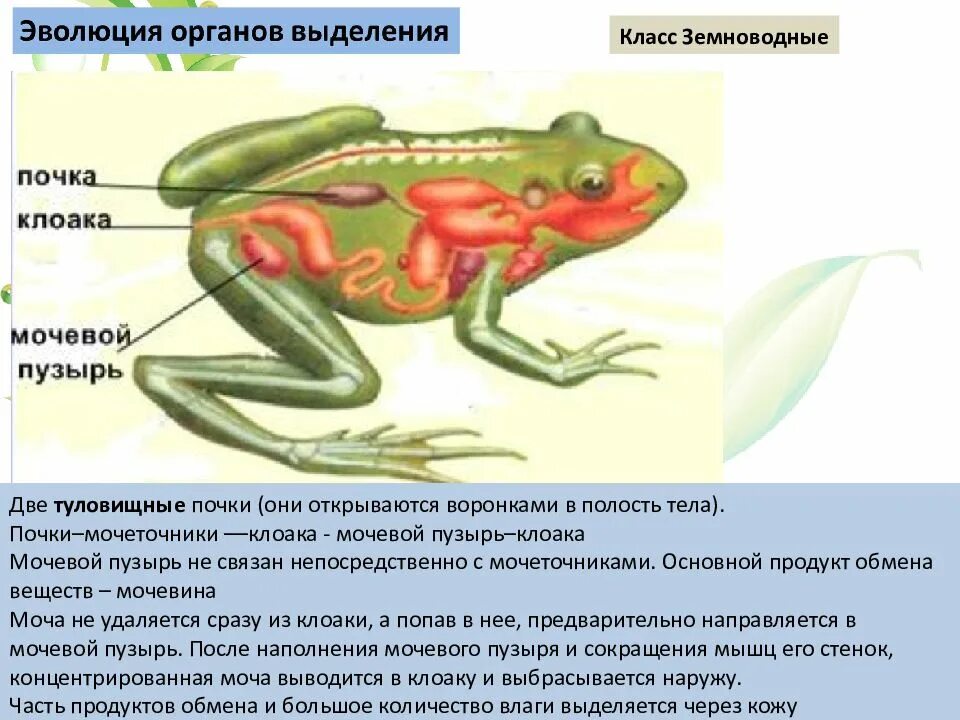 Через какие органы выделения выводятся газообразные. Выделительная система лягушки 7 класс. Выделительная система лягушки 7 класс биология. Туловищные и тазовые почки у лягушки. Выделительная система земноводных 7 класс.