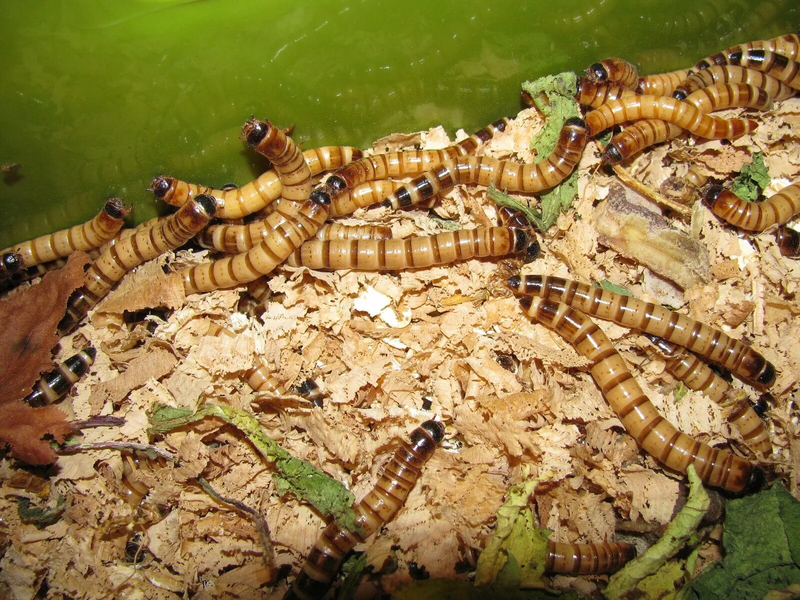 Worm wood. Корабельный червь моллюск. Worm wood. Личинка жука древоточца. Worm wood.
