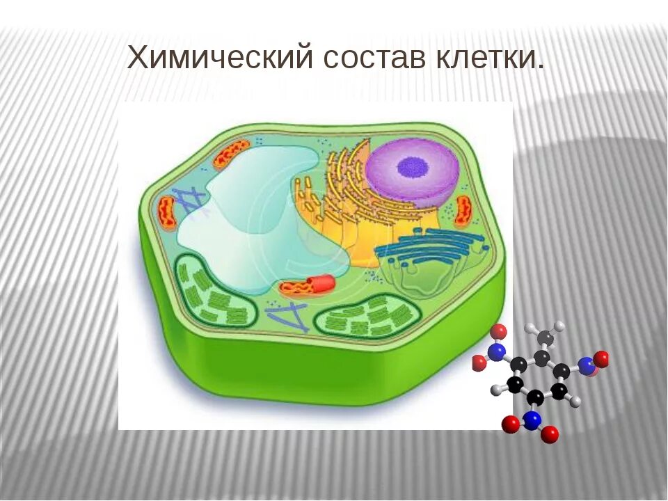 Клетка 5. Состав клетки биология. Химический состав клетки. Химический состав клетк. Химическое строение клетки.