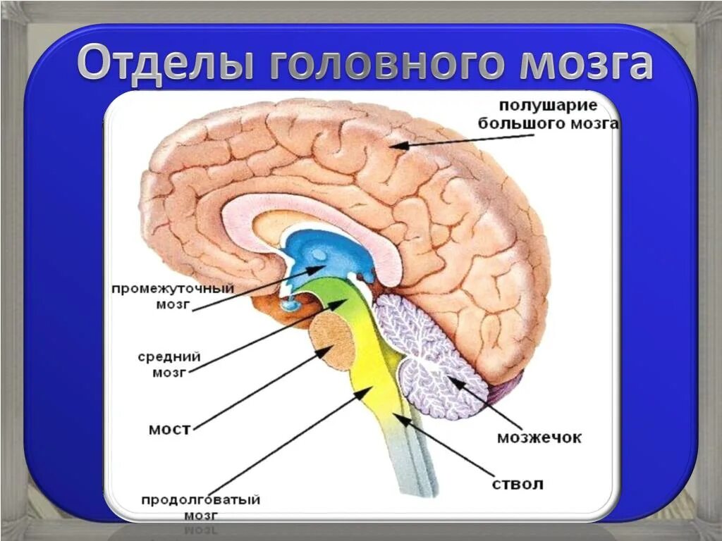 Пять отделов головного мозга. Функции отделов мозга. Отделы головного мозга и их функции. Отделы мозга 5 отделов.