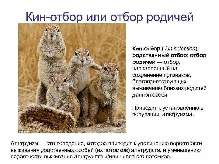 Естественный отбор индивидуальный и групповой. Родственный отбор. Альтруизм у животных примеры. Альтруизм примеры биология. Альтруизм в природе примеры.
