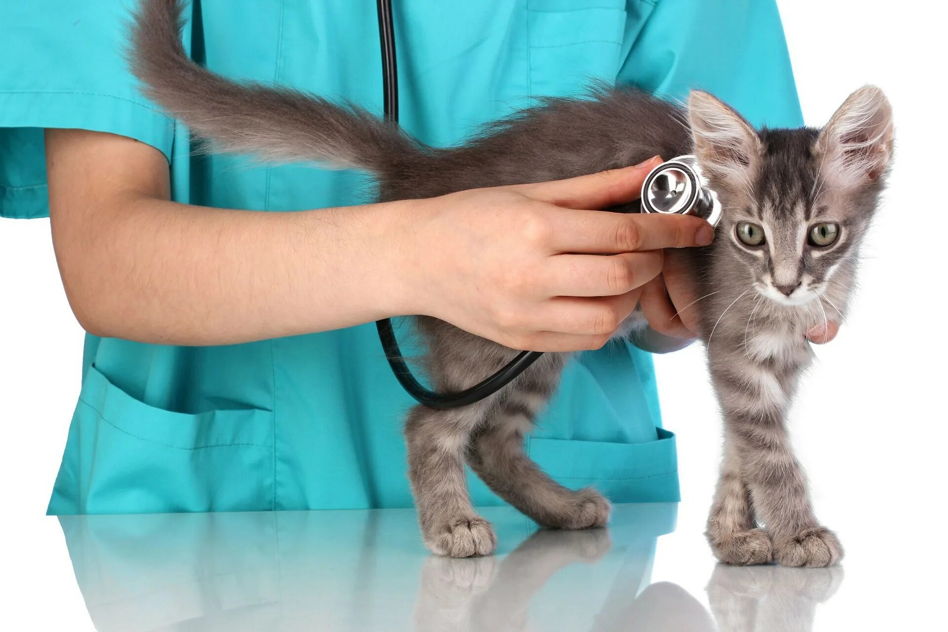 Ветеринар для кошки отзывы. Ветеринар с кошкой. Кошка в ветеринарной клинике. Котенок на приеме у ветеринара. Кошка врач.