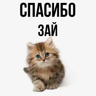 Спасибо зай