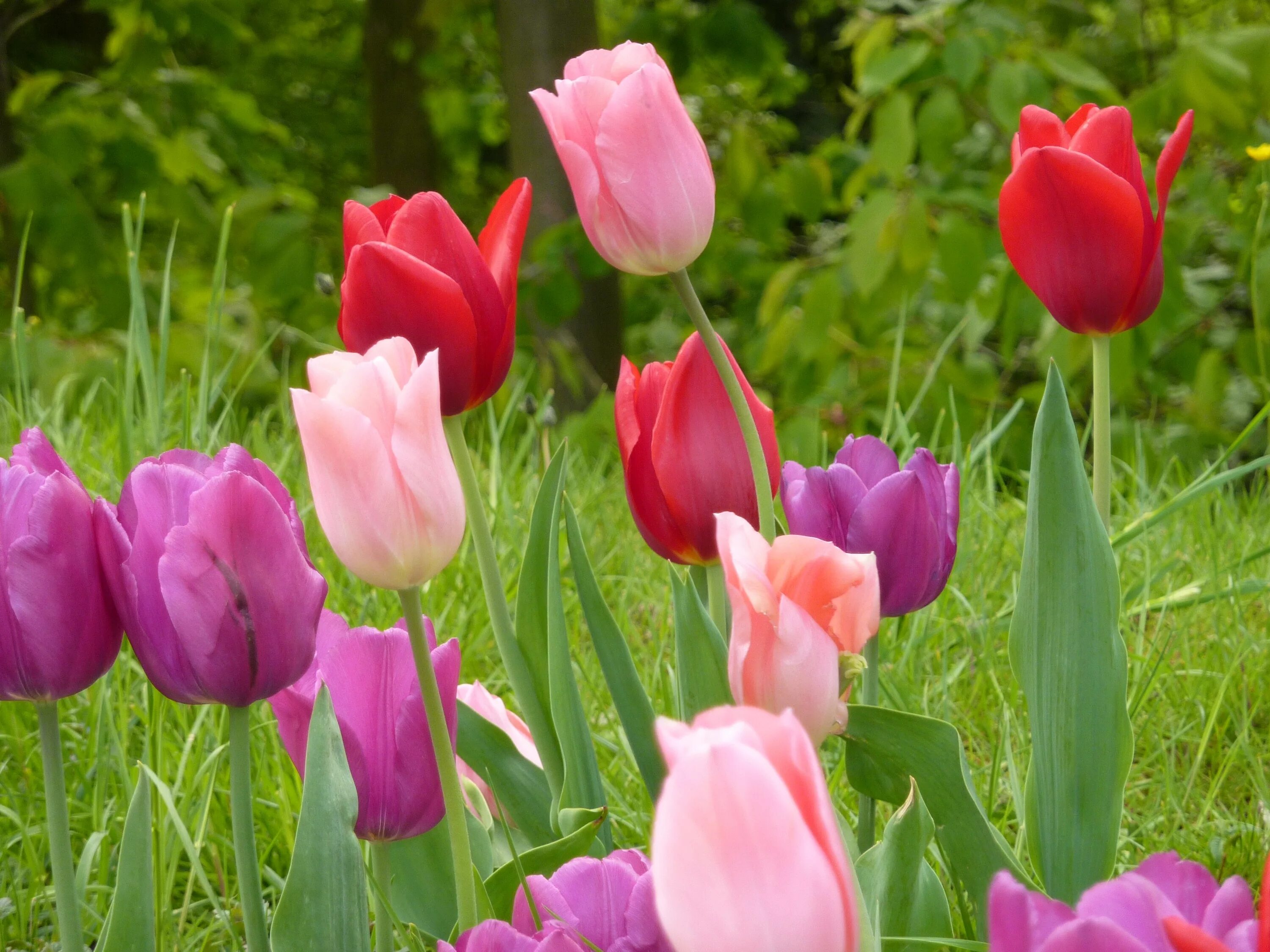 Покажи цветы тюльпаны. Тюльпан Купер имидж. Тюльпан либридже. Тюльпан Литовен. Тюльпан Tulipa Pallada.