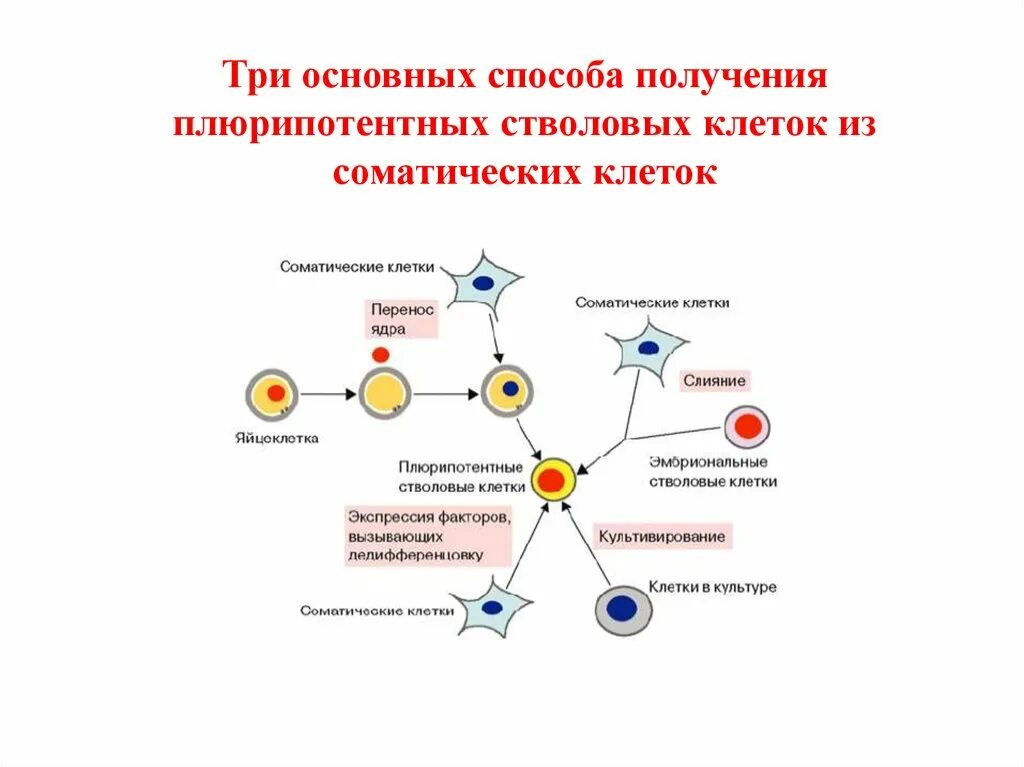 Строение и функции соматических клеток. Способы получения эмбриональных стволовых клеток. основные свойства плюрипотентных стволовых клеток. стволовые клетки принципы получения. метод получения индуцированных плюрипотентных стволовых клеток.