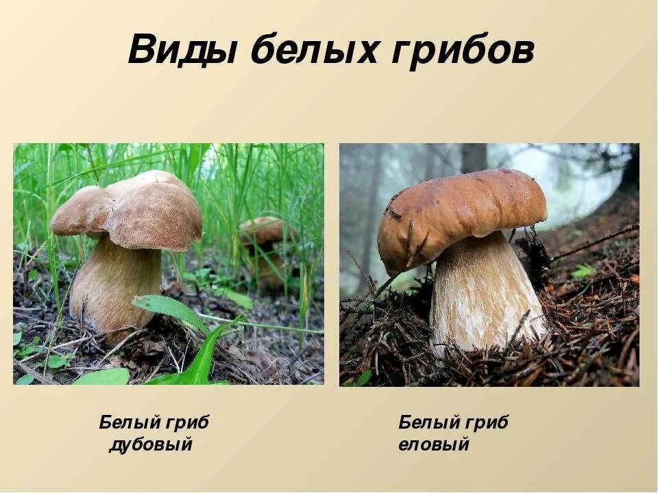 Белый гриб (Boletus edulis), Боровик, Коровка или Глухарь