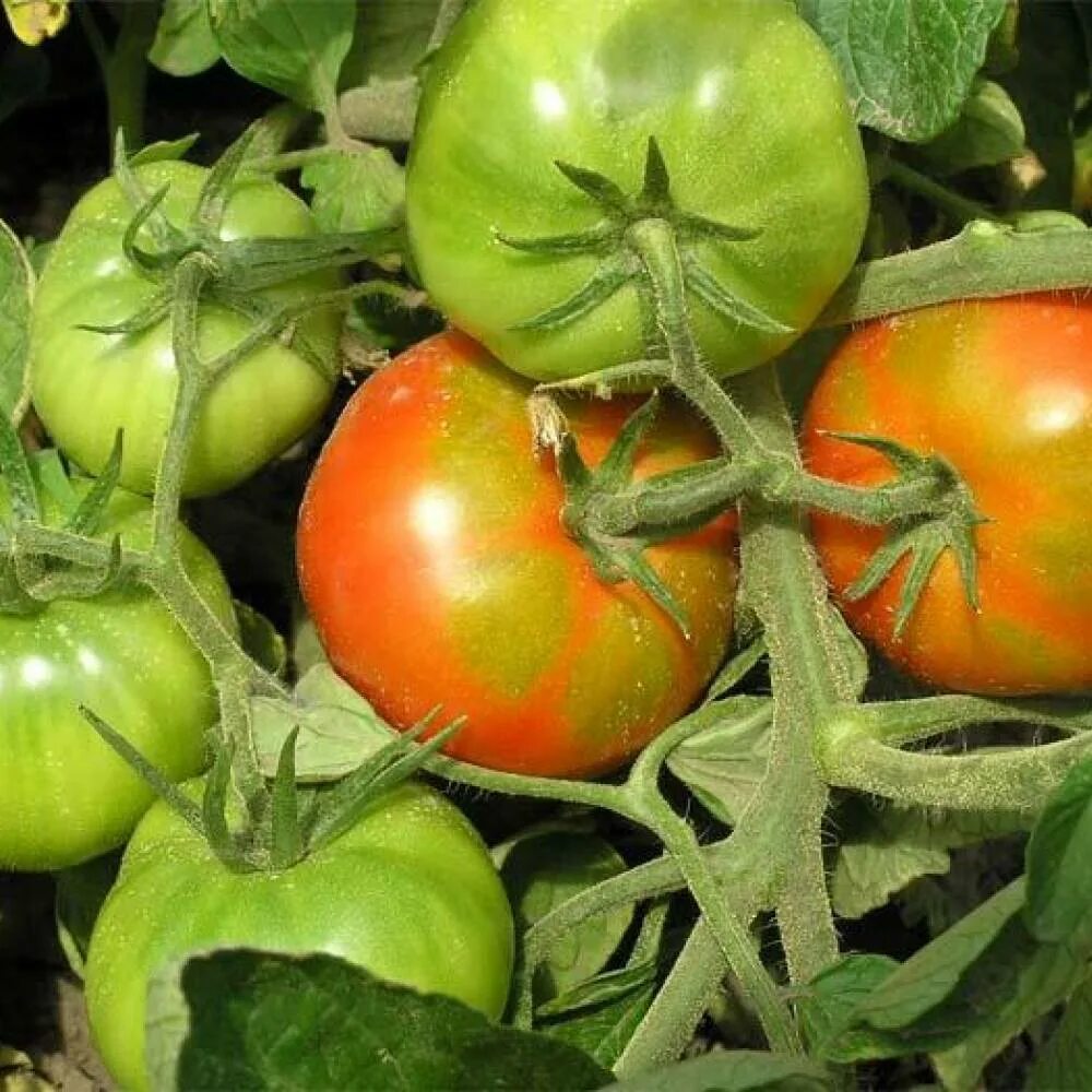 Почему помидоры краснеют. Томат грунтовый Грибовский. Томат богата хата. Ускоритель созревания томатов. Помидоры в огороде.