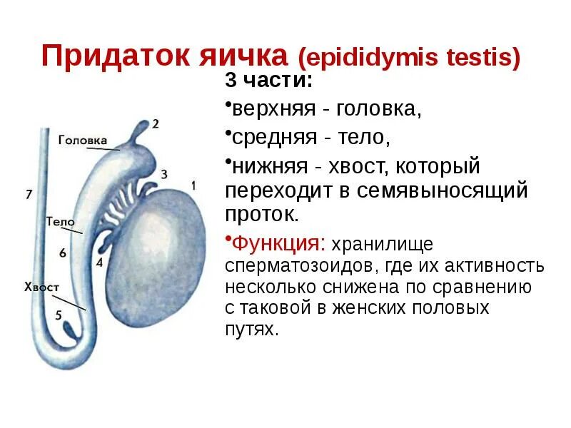 Яичко на латыни