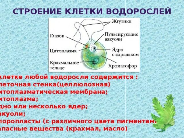 В каких водорослях нету ядра. В каких водорослях нету ядра