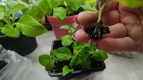 Черенкуем петунию весной на рассаду