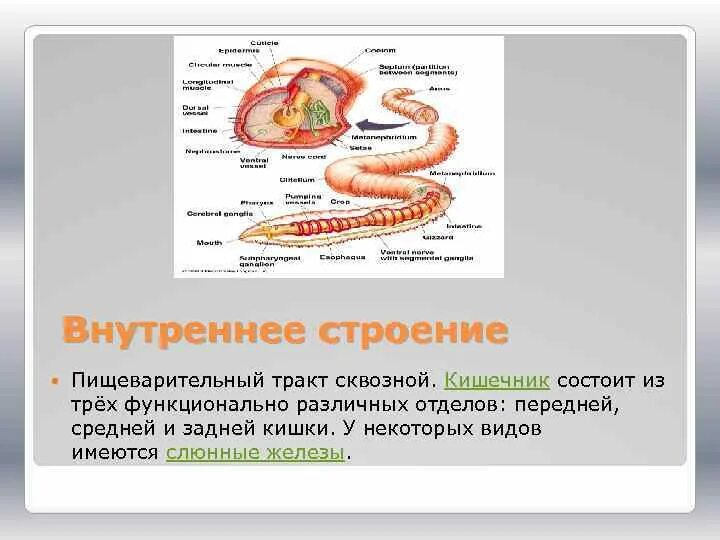 Сквозной кишечник у червей. Кишечник червяков строение. Сквозной кишечник у плоских червей. Кишечник беспозвоночных.