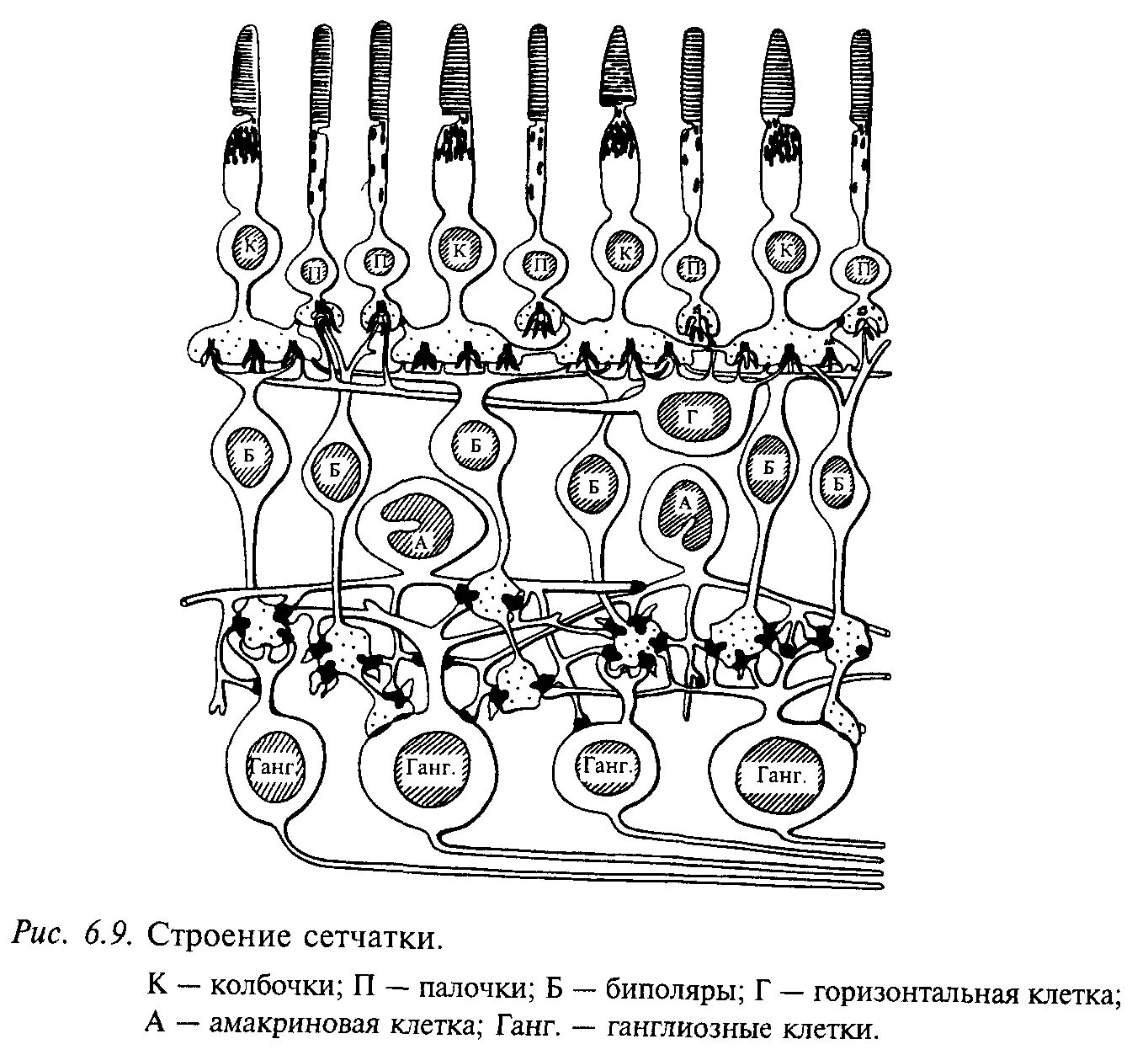 Строение сетчатки рисунок. Палочки и колбочки сетчатки строение. Строение сетчатки анатомия. Строение слои клеток сетчатки. Схема строения сетчатки глаза.