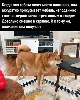 Щенок требует внимания