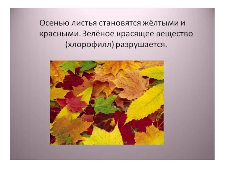 Тема для презентации осенние листья. Осенние листочки для презентации. Рассказ об осенних листьях. Презентация про листья осенью.