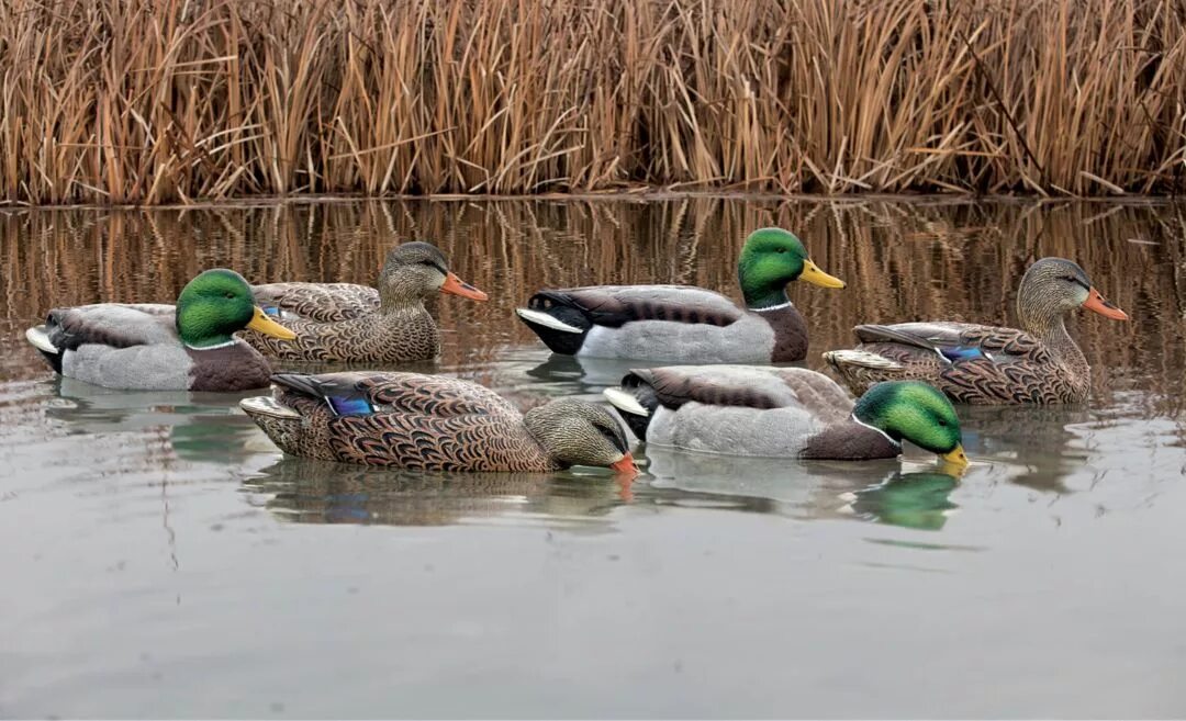 Чучела уток avian-x. Avian x Duck Decoys. Avian x Fusion. Гринхед Австралия.